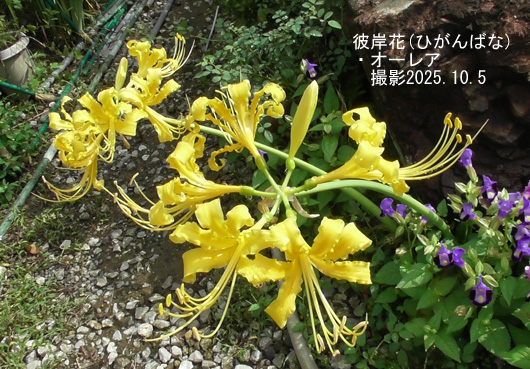9月の花