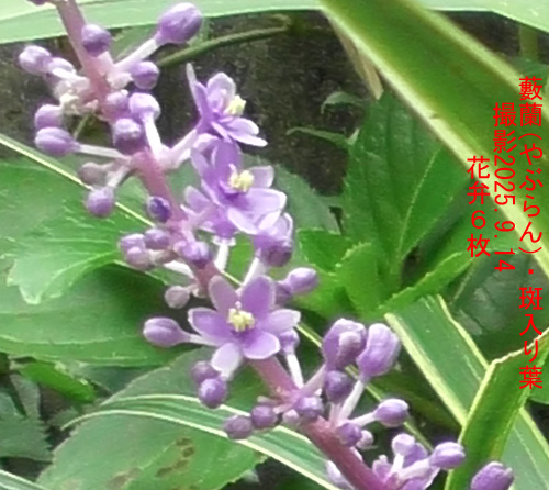 薮蘭3