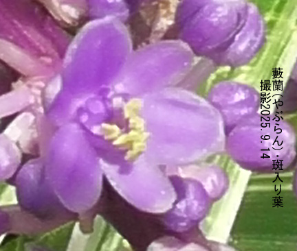 薮蘭4