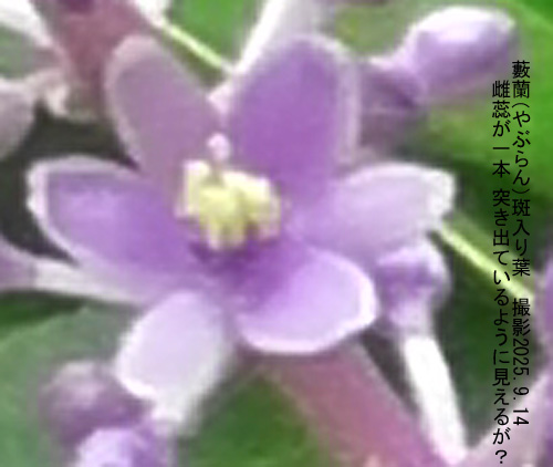 9月の花