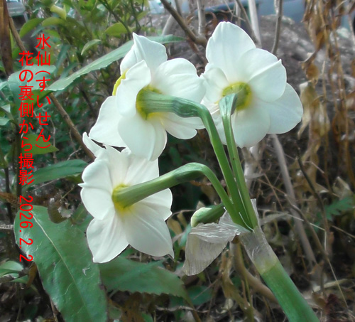 水仙４