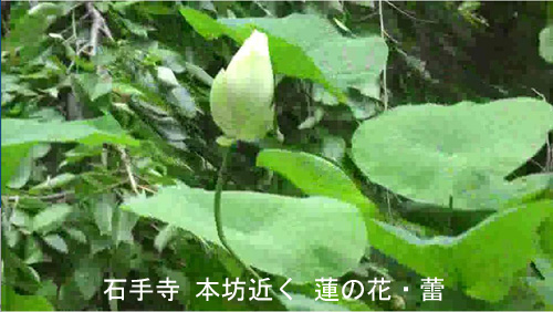 蓮の花蕾