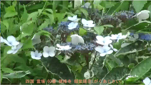 紫陽花