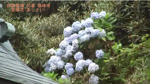 紫陽花