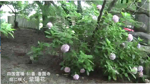 紫陽花の花々