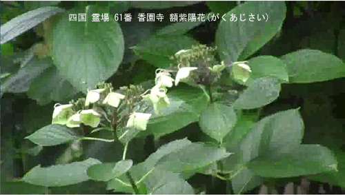 額紫陽花